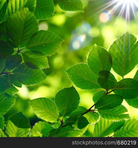 green tree leaves and branches in summer in the nature, green background