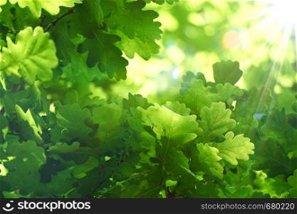 green tree leaves and branches in summer in the nature, green background