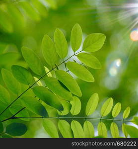 green tree leaves and branches in summer in the nature, green background