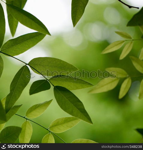 green tree leaves and branches in the nature in summer