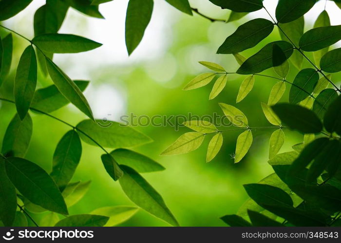 green tree leaves and branches in the nature in summer