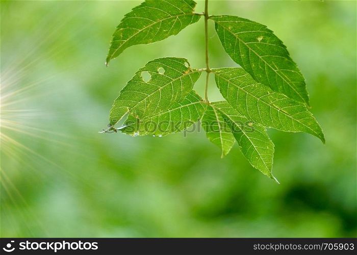 green tree leaves and branches in the nature in summer