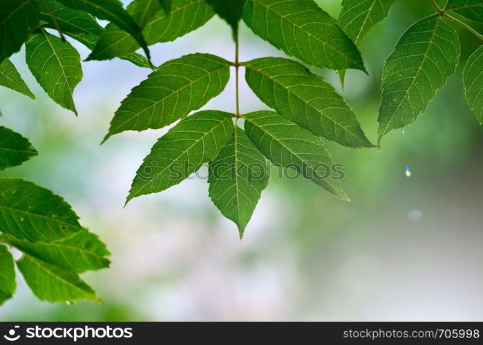 green tree leaves and branches in the nature in summer