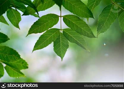 green tree leaves and branches in the nature in summer