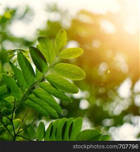 green tree leaves and branches in the nature in summer, green background