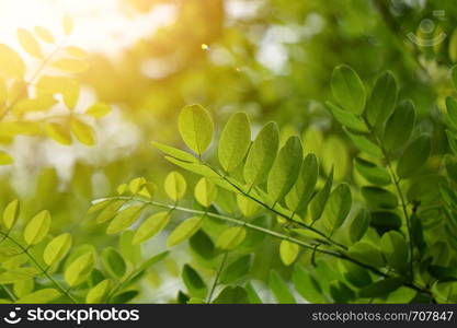 green tree leaves and branches in the nature in summer, green background