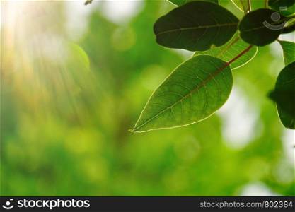 green tree leaves and branches in the nature in summer, green background
