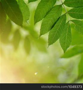 green tree leaves and sunlight in the nature, green background
