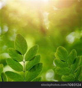 green tree leaves and sunlight in the nature, green background