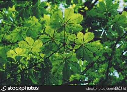 green tree leaves in spring