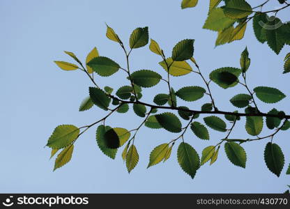 green tree leaves in springtime