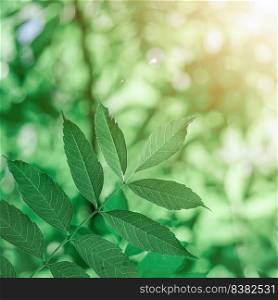 green tree leaves in springtime, green background