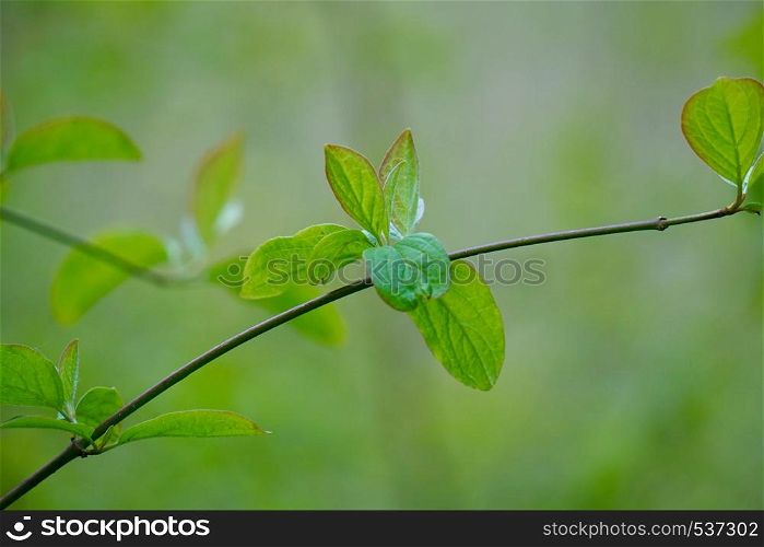 green tree leaves in summer