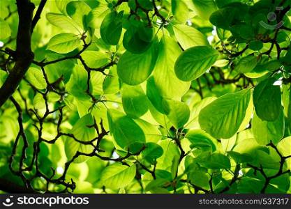 green tree leaves in summer
