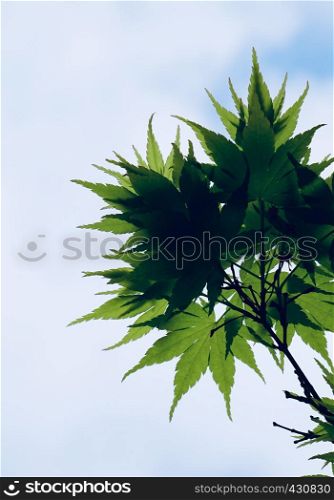 green tree leaves in the nature