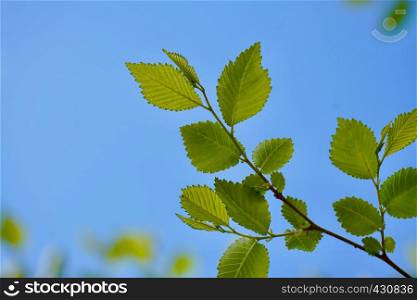 green tree leaves in the nature