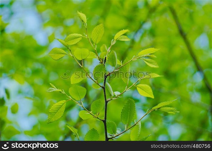 green tree leaves in the nature in spring