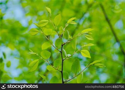 green tree leaves in the nature in spring