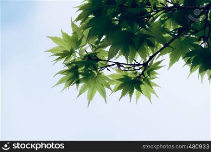 green tree leaves in the nature in springtime