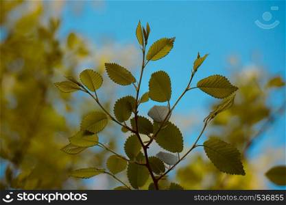 green tree leaves in the nature in summer