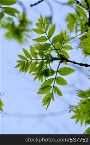 green tree leaves in the nature in summer