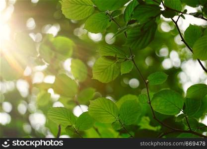 green tree leaves textured and branches in summer in the nature