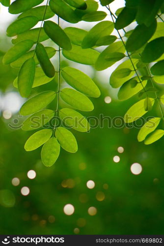 green tree leaves textured and branches in summer in the nature