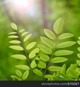 green tree leaves textured and branches in summer in the nature