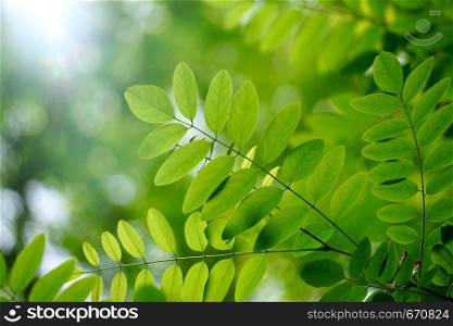 green tree leaves textured and branches in summer in the nature