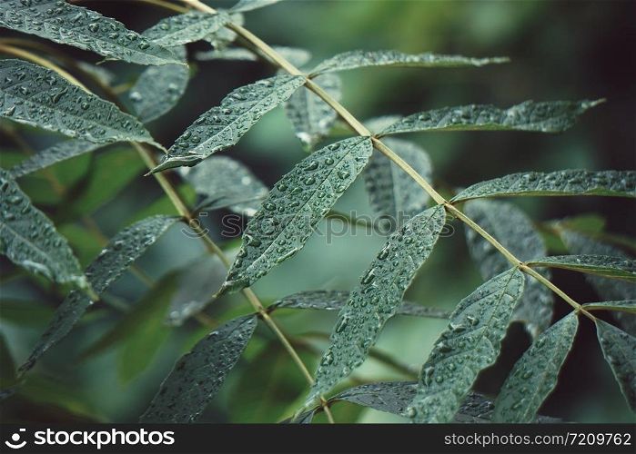 green tree leaves textured in autumn in the nature, green background
