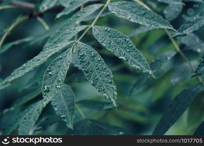 green tree leaves textured in the nature in autumn, green background
