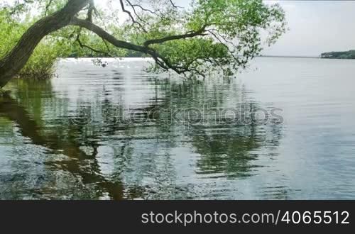Green tree on a calm lake
