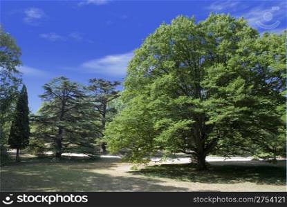 Green tree on a glade (park Vorontsovskogo of a palace - peninsula Crimea)
