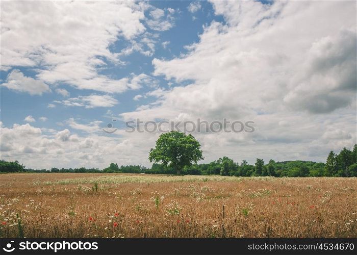 Green tree on a meadow in the summer