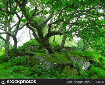 Green tree on rock with moss