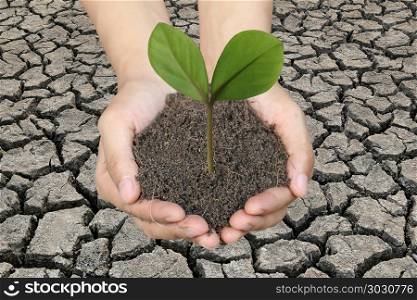 Green tree on the ground in men hands and dry earth background.. Green tree on the ground in men hands and dry earth background in concept of natural preservation.