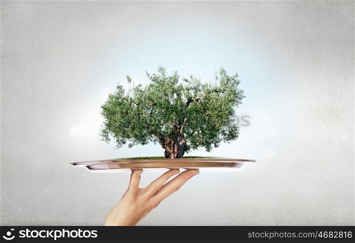 Green tree on tray. Environmental concept with hand hold tray with green tree