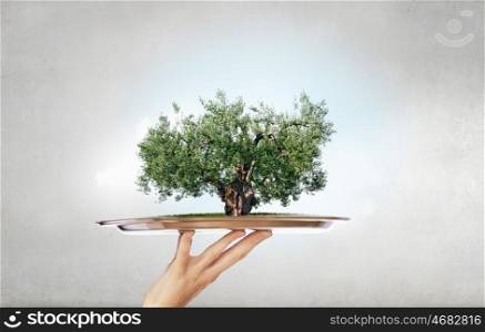 Green tree on tray. Environmental concept with hand hold tray with green tree