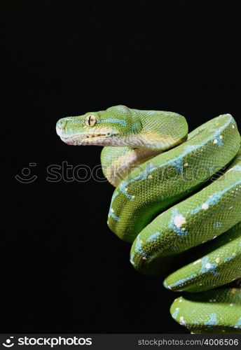 Green tree python