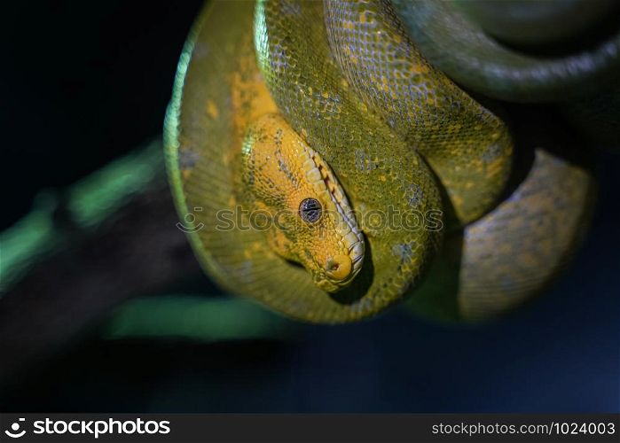 Green tree python on branch of tree
