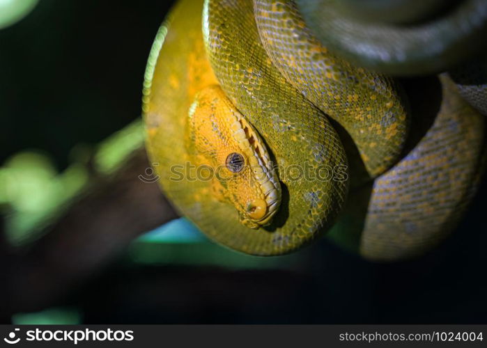 Green tree python on branch of tree