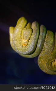 Green tree python on branch of tree