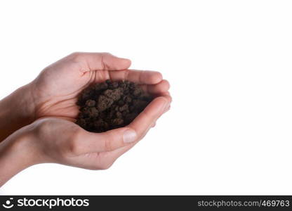 Green tree seedling in handful soil in hand on an isolated background