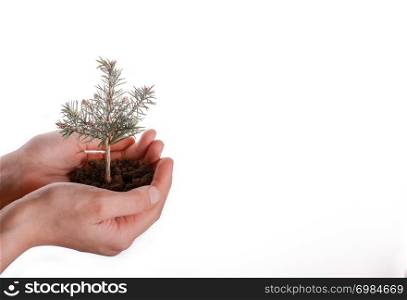 Green tree seedling in handful soil in hand on an isolated background