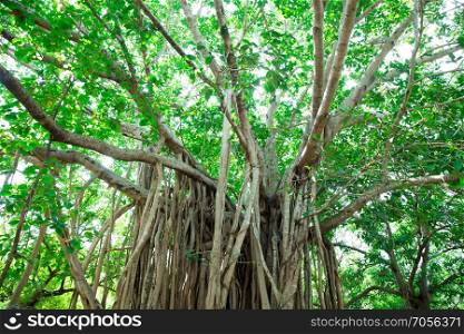 Green tree with branches and leaves