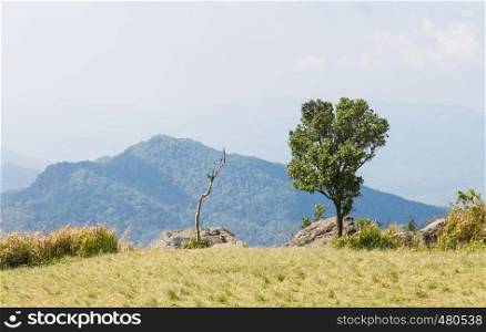 Green Tree with Dried Tree Grass Field Mountain Sky and Cloud at Phu Chi Fa Forest Park. Landscape Phu Chi Fa Forest Park view point Chiang Rai northern Thailand travel