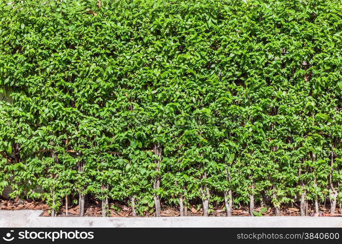 Green tree,Wrightia religiosa, wall fence background