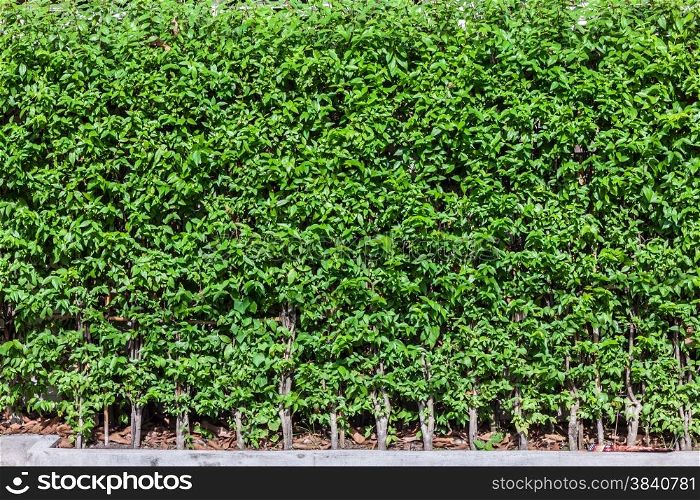 Green tree,Wrightia religiosa, wall fence background