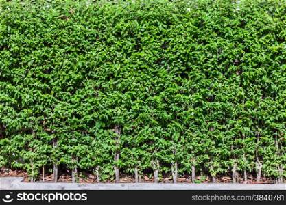 Green tree,Wrightia religiosa, wall fence background