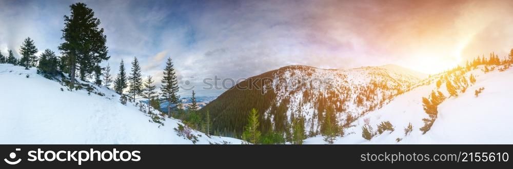 green trees and snow peaks in mountains. trees and snow peaks